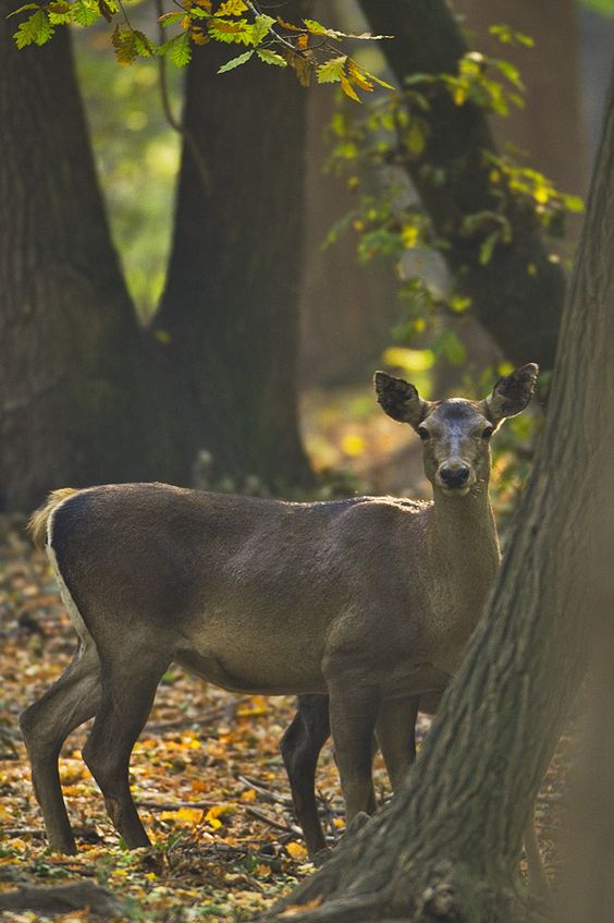 Dachigam National Park